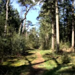 The Benefits of Walking Meditation