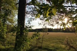 The Courage to live Authentically in an Inauthentic World